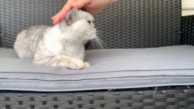 İngiliz soyundan beyaz bir kediyi okşayan kadın, gri bir bahçe kanepesinde yatıyor, boş boş etrafa bakıyor, dört ayaklı evcil hayvan yetiştirme ve besleme kavramı.