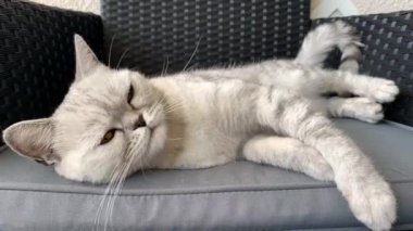 İngiliz soyundan beyaz bir kediyi okşayan kadın, gri bir bahçe kanepesinde yatıyor, boş boş etrafa bakıyor, dört ayaklı evcil hayvan yetiştirme ve besleme kavramı.