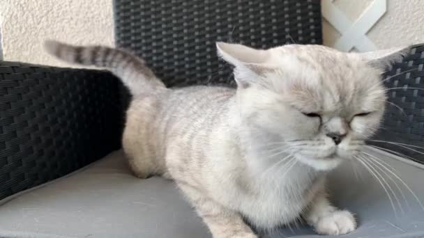 灰色の庭のソファの上にある英国の品種の白い短毛の猫を撫でる女性は ぼんやりと周りを見回し 繁殖と4本足のペットを維持するという概念 — ストック動画