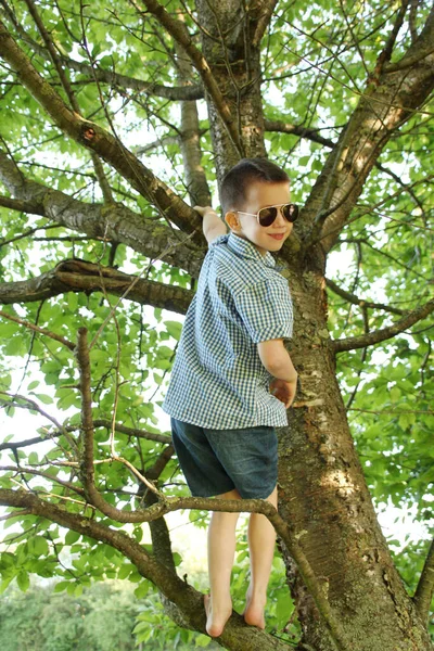 Boy Dark Sunglasses Climbs Tall Tree Clings Thick Branches Concept — Stock Photo, Image