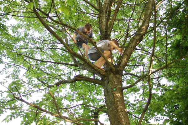 Jongen Donkere Zonnebril Klimt Hoge Boom Klampt Zich Vast Aan — Stockfoto