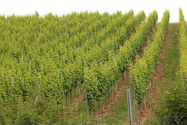 Dojrzewanie Zielonych Winogron Winorośli Plantacji Winnic Długich Rzędach Górach Wzgórzach — Zdjęcie stockowe