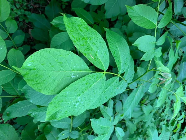 Green Walnut Leaves Raindrops Garden Forest Concept Natural Plant Product — Stock Photo, Image