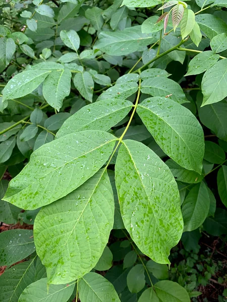 Folhas Noz Verde Com Gotas Chuva Jardim Floresta Conceito Produto — Fotografia de Stock