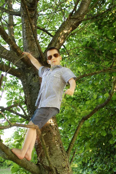 Niño Gafas Sol Oscuras Sube Árbol Alto Aferra Ramas Gruesas — Foto de Stock