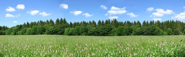 Hermoso Paisaje Verde Verano Con Hierba Verde Del Prado Flores —  Fotos de Stock