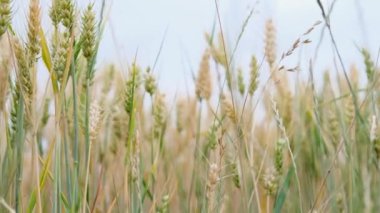 Sarı olgun arpa kulakları sahada rüzgardan sallanıyor, gelecekteki ekin konsepti, ekmek üretimi, ülke ekonomisinin tarım sektörü