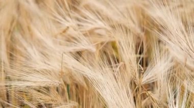 Sarı olgun arpa kulakları sahada rüzgardan sallanıyor, gelecekteki ekin konsepti, ekmek üretimi, ülke ekonomisinin tarım sektörü