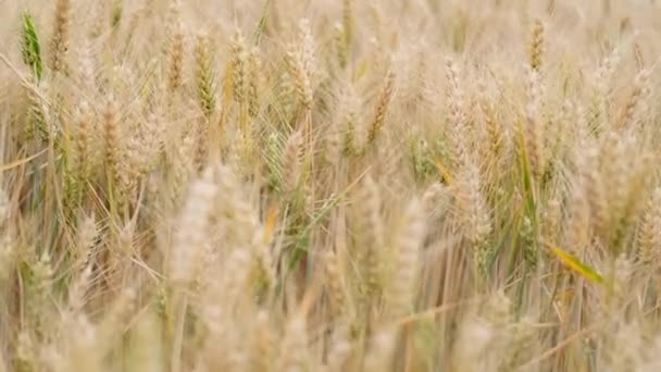 フィールド上の風からの大麦の波の黄色の熟成耳 将来の作物 パン生産 国の経済の農業部門の概念 — ストック動画