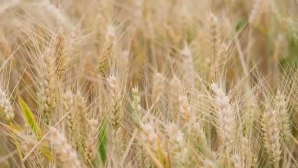 黄色成熟的大麦穗在风中摇曳 风中飘扬 未来的庄稼 面包生产 农业部门的国家经济 — 图库视频影像