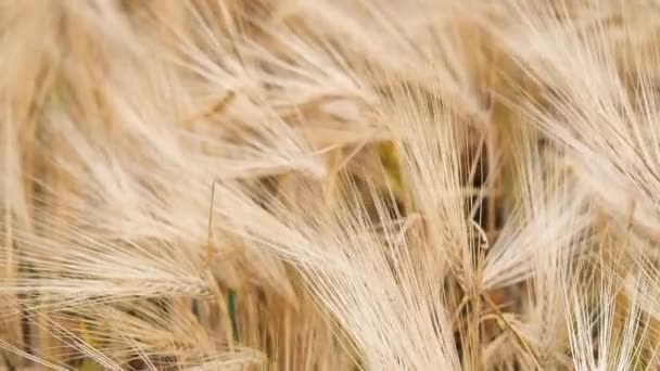 Желтые Созревающие Колосья Ячменя Качаются Ветра Поле Концепция Будущего Урожая — стоковое видео