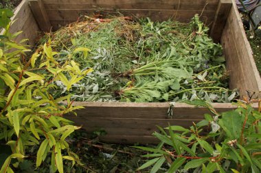 Taze yeşil çözünür bitkiler, sebzeler, yabani otlar sökülmüş ve ahşap bir gübre kutusunda yatıyor, gübreleme konsepti, geri dönüşüm, çevre koruma
