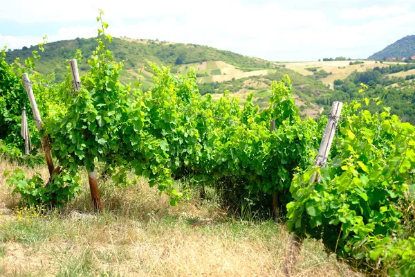 Rijping Van Groene Druiven Wijnstokken Wijnbouw Plantages Lange Rijen Bergen — Stockfoto