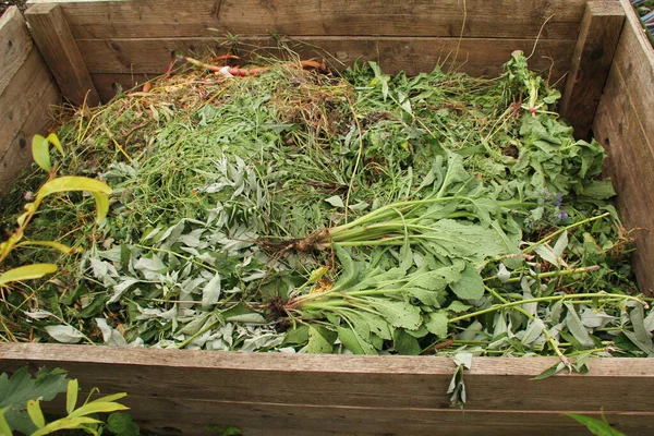 fresh green biodegradable plants, vegetables, weeds uprooted and lying in a wooden compost box, composting concept, recycling, environmental protection