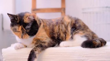 Güzel yetişkin evcil kedi gururla halıya uzanıyor, etrafına bakıyor, dört ayaklı evcil hayvan besleme konsepti, veteriner, hayvanlara sevgi
