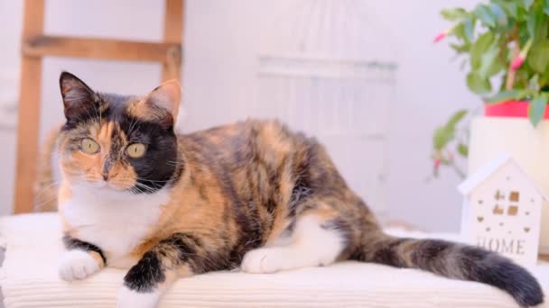 Hermoso Gato Doméstico Adulto Encuentra Orgullosamente Alfombra Mira Alrededor Concepto — Vídeo de stock