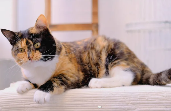 Beautiful Adult Domestic Cat Proudly Lies Mat Looks Brown White — Stock Photo, Image