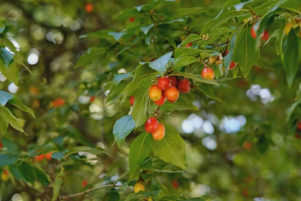 Rote Berberitzenbeeren Reif Grünen Zweigen Konzeptvitaminfutter Beeren Veganes Obst Rohkost — Stockfoto