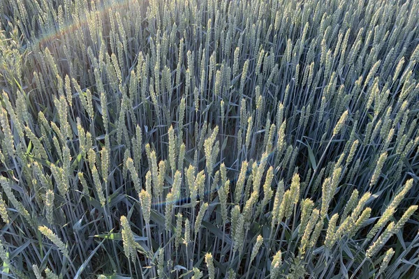 Grön Mognad Öron Vete Fältet Solnedgången Ljus Solen Ovanifrån Begreppet — Stockfoto