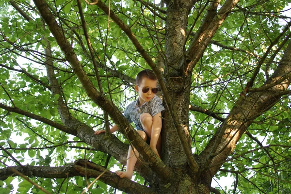 Menino Óculos Escuros Sobe Árvore Alta Apega Ramos Grossos Conceito — Fotografia de Stock