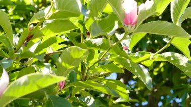 Manolya ağacı yeşil dallarda pembe çiçeklerle çiçek açar, konsept yabani çalılar, bahçe işleri, yaz güneşli hava