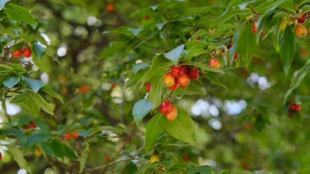 Baies Épine Vinette Mûres Sur Des Branches Vertes Concept Vitamine — Video