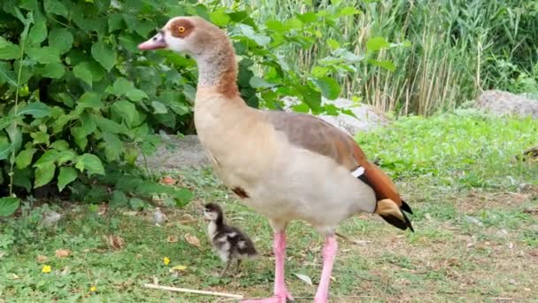 Oca Egiziana Alopochen Aegyptiacus Passeggiate Femminili Sull Erba Verde Nel — Video Stock