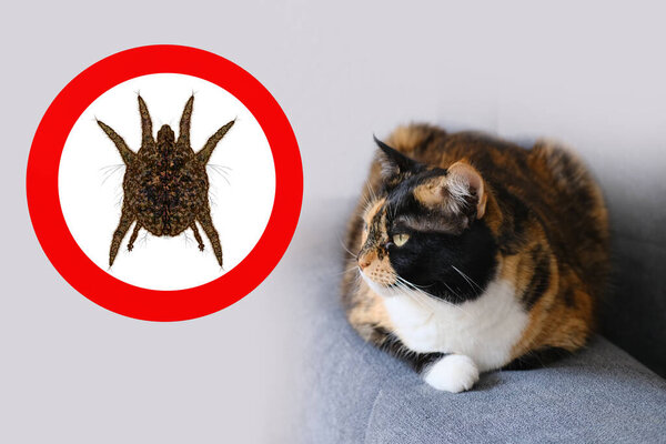 крупным планом ухо домашней кошки с пятнами в красном круге, увеличенным ушным клещем, копировальным пространством, ветеринарной концепцией