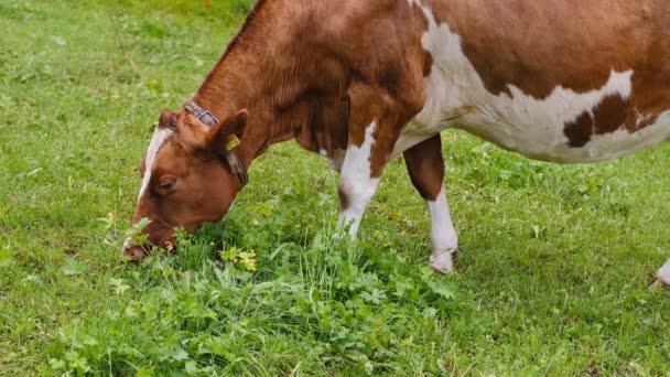 美丽的 丰满的 没有角的棕色奶牛 在绿色的牧场里津津有味地咀嚼着草 在瑞士的高山牧场里吃着多汁的草 畜牧业的概念 奶制品的生产 — 图库视频影像