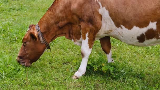 Hermosa Vaca Marrón Regordeta Sin Cuernos Apetitosamente Masticar Hierba Pasto — Vídeos de Stock