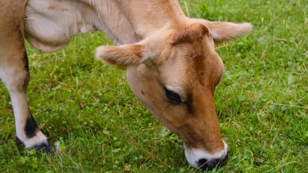 Frumoasă Vacă Brună Fără Coarne Mestecând Apetisant Iarbă Într Pășune — Videoclip de stoc