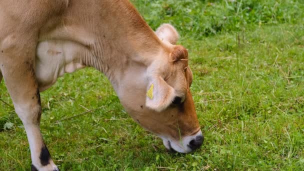角のない美しいふっくらした茶色の牛は 緑の牧草地で草をおいしく噛む スイスの高山草原でジューシーな草 動物飼育 酪農生産の概念 — ストック動画