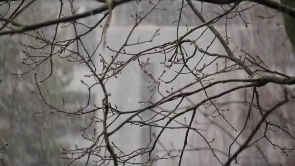 Herfst Winterlandschap Kale Takken Vallende Witte Sneeuw Weersvoorspelling Sneeuwval Seizoenswisselingen — Stockvideo