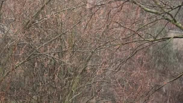 Herfst Winterlandschap Kale Takken Vallende Witte Sneeuw Weersvoorspelling Sneeuwval Seizoenswisselingen — Stockvideo