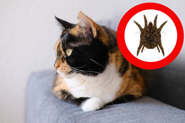 крупным планом ухо домашней кошки с пятнами в красном круге, увеличенным ушным клещем, копировальным пространством, ветеринарной концепцией