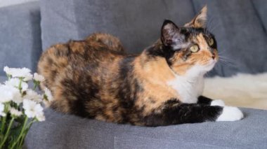 Güzel, yetişkin evcil kedi gururla mindere uzanır, görünüş, kahverengi, beyaz, siyah ceket rengi, dört ayaklı evcil hayvan, veteriner, hayvan bakımı konsepti