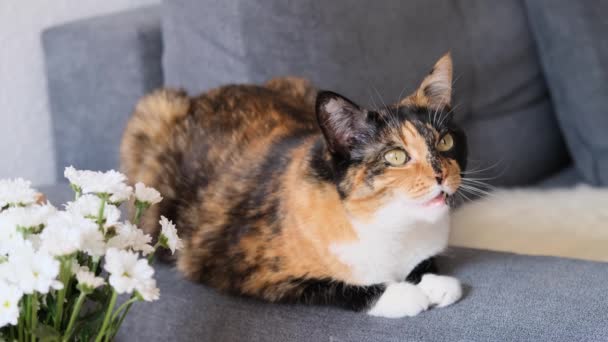 Kucing Domestik Dewasa Yang Cantik Dengan Bangga Berbaring Tikar Penampilan — Stok Video