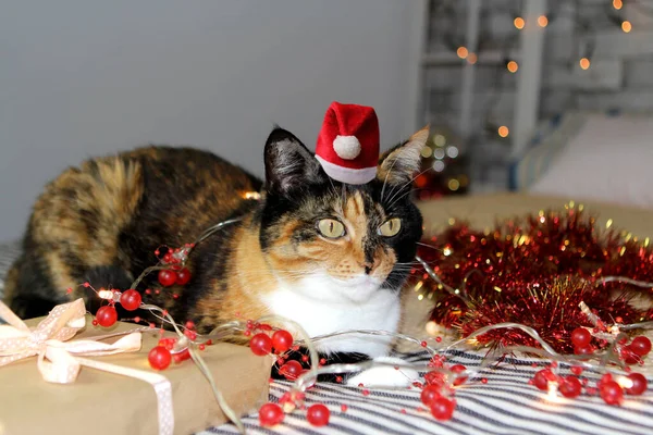 Mooie Driekleurige Kat Ligt Kerstman Hoed Het Bed Tussen Bloemenslingers — Stockfoto