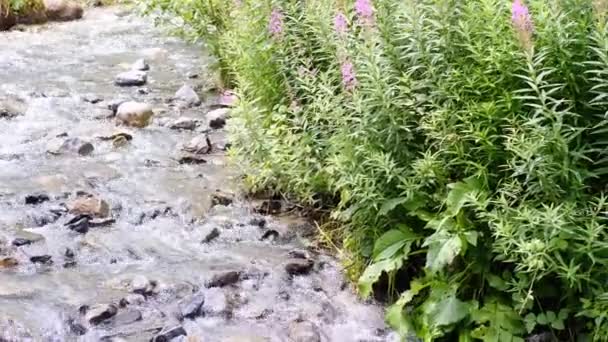 Flusso Potente Acqua Pulita Scorre Rapidamente Lungo Fiume Montagna Spruzzi — Video Stock