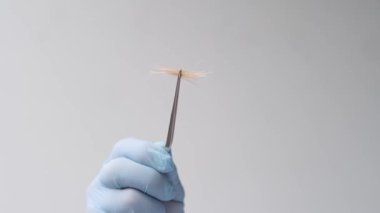 Erkek doktor, bilim adamı, laboratuvar asistanı, DNA analizi için saç örneği, modern bilimde yenilik kavramı, babalık testi, trikoloji, adli tıp