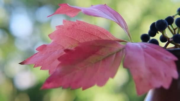 Podzimní Červené Listy Černými Bobulemi Lehce Houpat Podzimním Větru Rozmazaném — Stock video