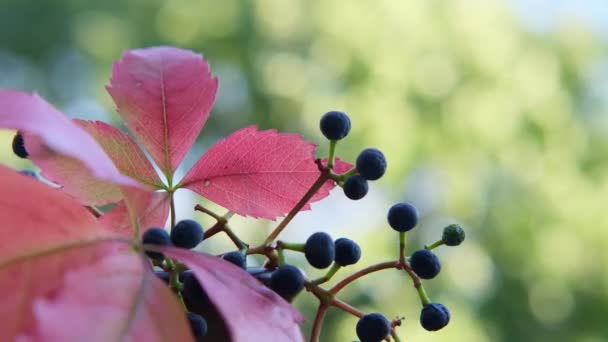 Podzimní Červené Listy Černými Bobulemi Lehce Houpat Podzimním Větru Rozmazaném — Stock video