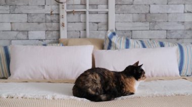 Güzel, siyah evcil kedi, İskandinav tarzında büyük bir yatakta sessizce yatar. Tatlı ev kavramı, rahat ruh hali, hayvanların bakımı ve bakımı.