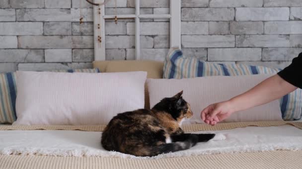 Schöne Dunkle Hauskatze Liegt Ruhig Auf Einem Großen Bett Skandinavischen — Stockvideo