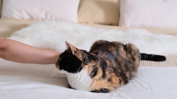 Schöne Dunkle Hauskatze Liegt Ruhig Auf Einem Großen Bett Skandinavischen — Stockvideo