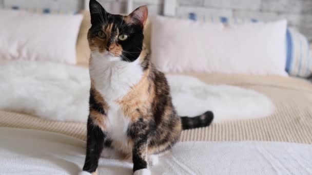 Beautiful Dark Domestic Cat Lies Quietly Large Bed Scandinavian Style — Stock Video