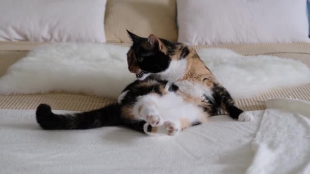 美丽的深色家猫静静地躺在斯堪的纳维亚风格的大床上 享受温馨的家 舒适的心情 对动物的照料和保养 — 图库视频影像