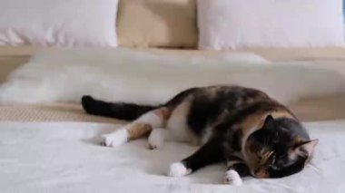 Güzel siyah evcil kedi, İskandinav tarzında büyük bir yatakta sessizce yatar, kadın boynunu okşar, yün çizer, tatlı ev kavramı, rahat ruh hali, hayvanların bakımı ve bakımı