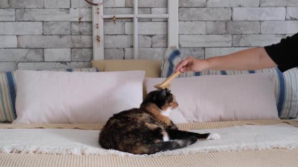 Schöne Dunkle Hauskatze Liegt Ruhig Auf Einem Großen Bett Skandinavischen — Stockvideo