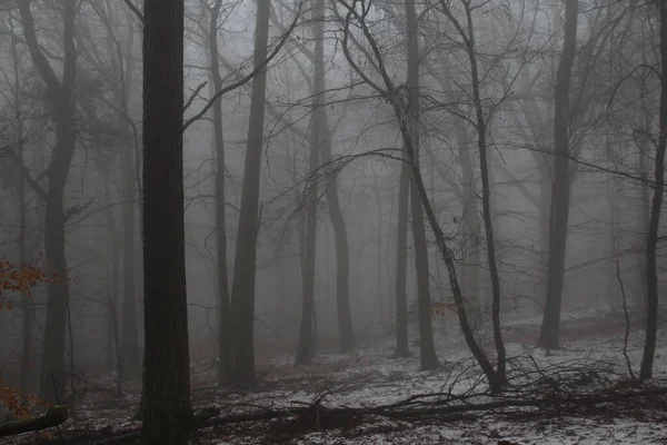 Verschwommenes Foto Einer Nebligen Landschaft Mit Bäumen Einem Wald Geheimnisvolles — Stockfoto